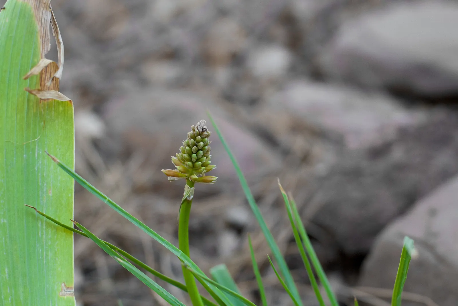 Red Hot Poker (Kniphofia Uvaria) — the Red Hot Poker requires full sun and well-drained soil