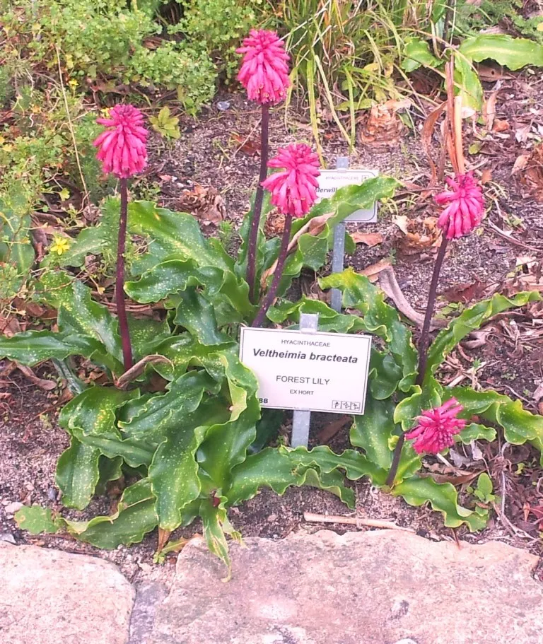 Red Hot Poker (Kniphofia Uvaria) — perennial for full or half