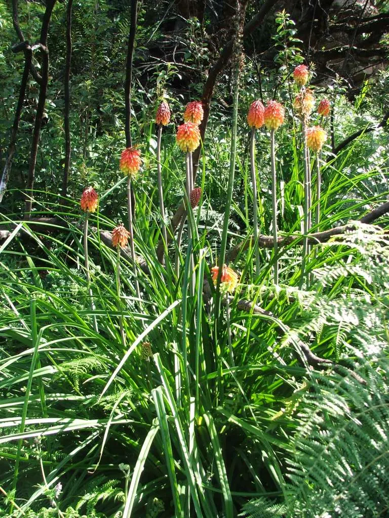 Red Hot Poker (Kniphofia Uvaria) — indicating a robustness for various climates.<br><br>Standing tall