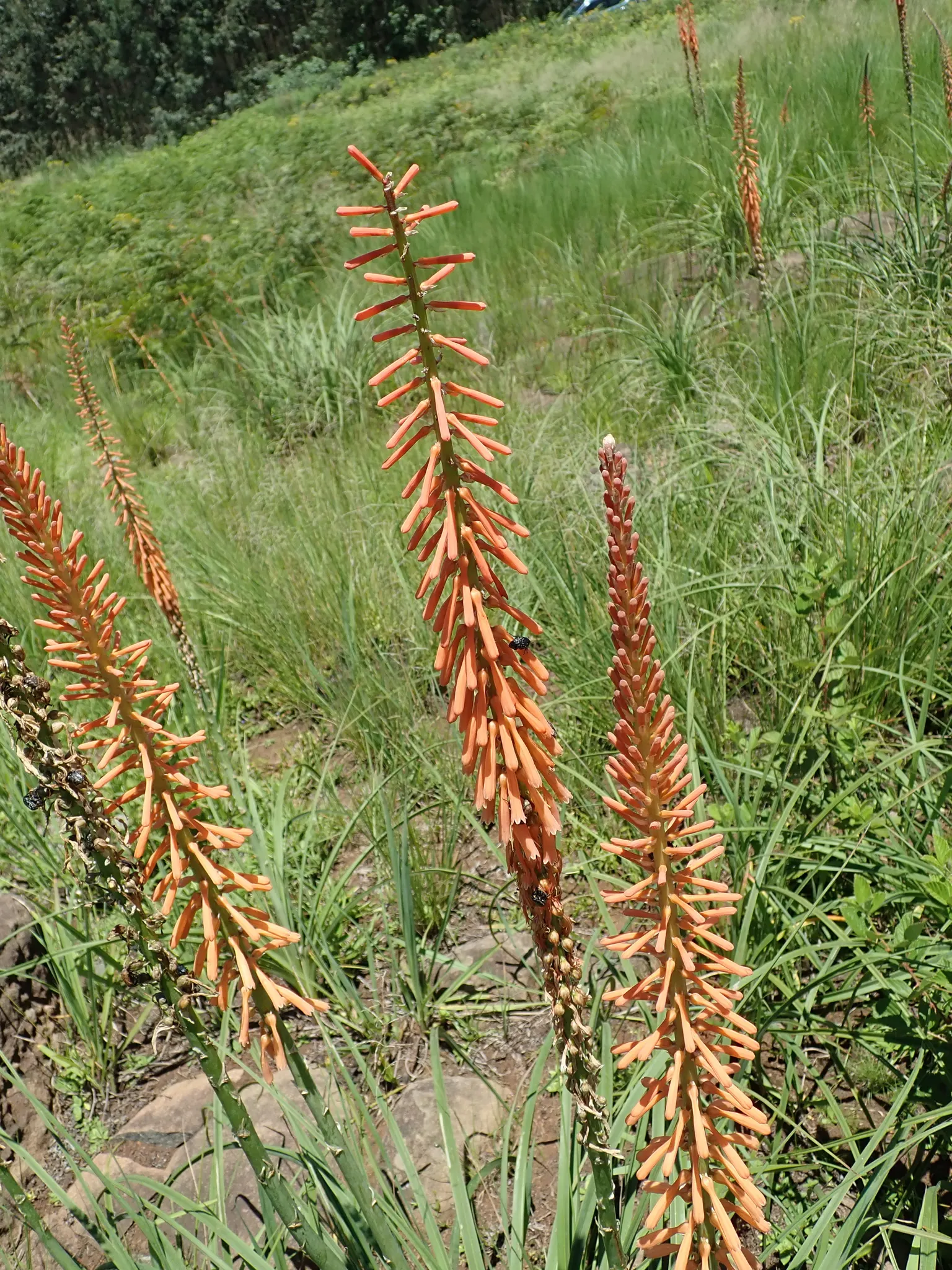 Red Hot Poker (Kniphofia Uvaria) — with flower spikes that can extend an additional 1 to 2 feet above the foliage