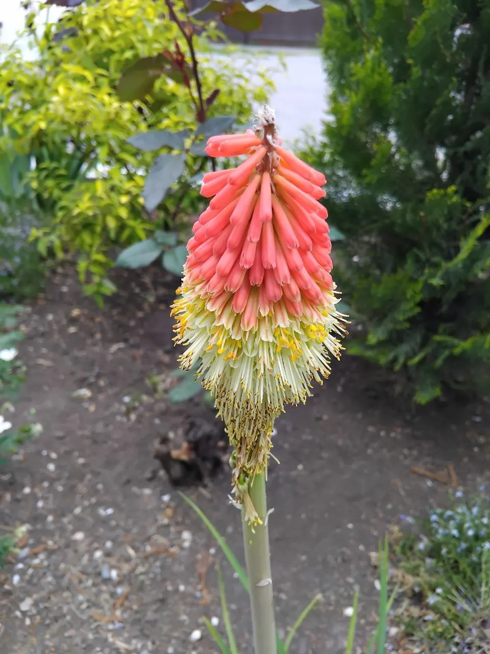 Red Hot Poker (Kniphofia Uvaria) — They're excellent for creating focal points within borders and are also drought-tolerant once established