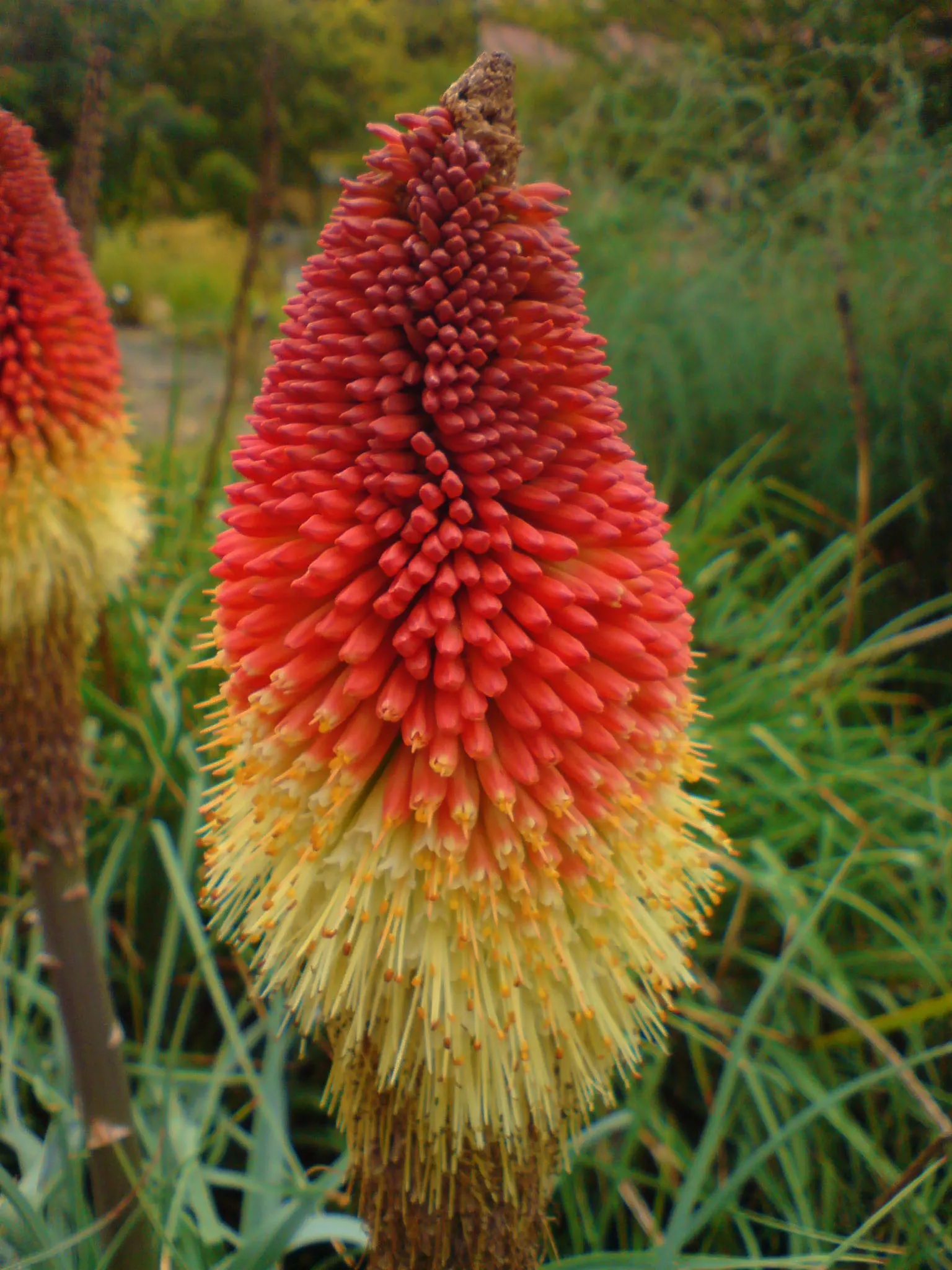 Red Hot Poker (Kniphofia Uvaria) — The Red Hot Poker (Kniphofia uvaria)