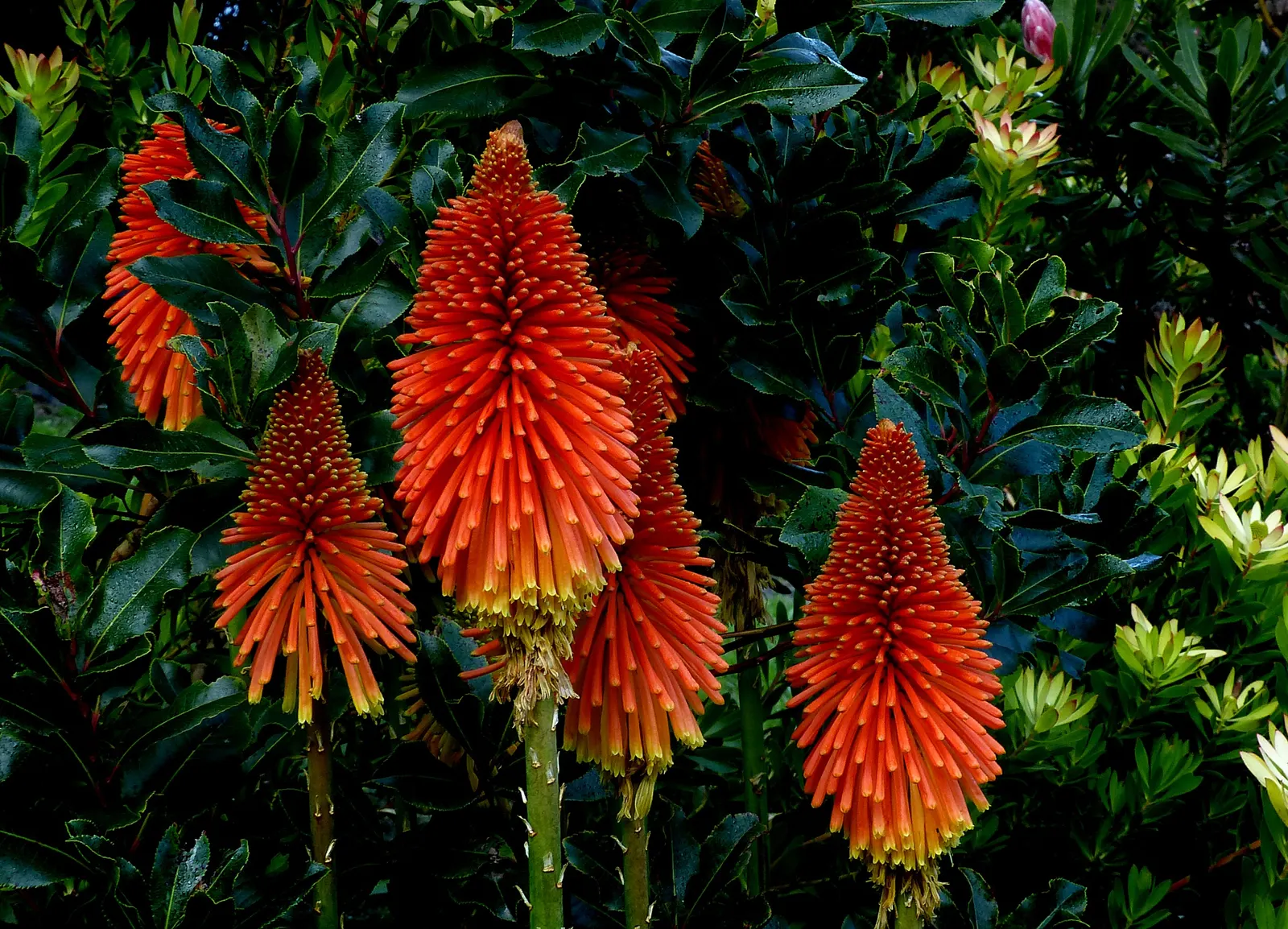 Red Hot Poker (Kniphofia Uvaria) — brings striking vertical interest to gardens with its torch-like