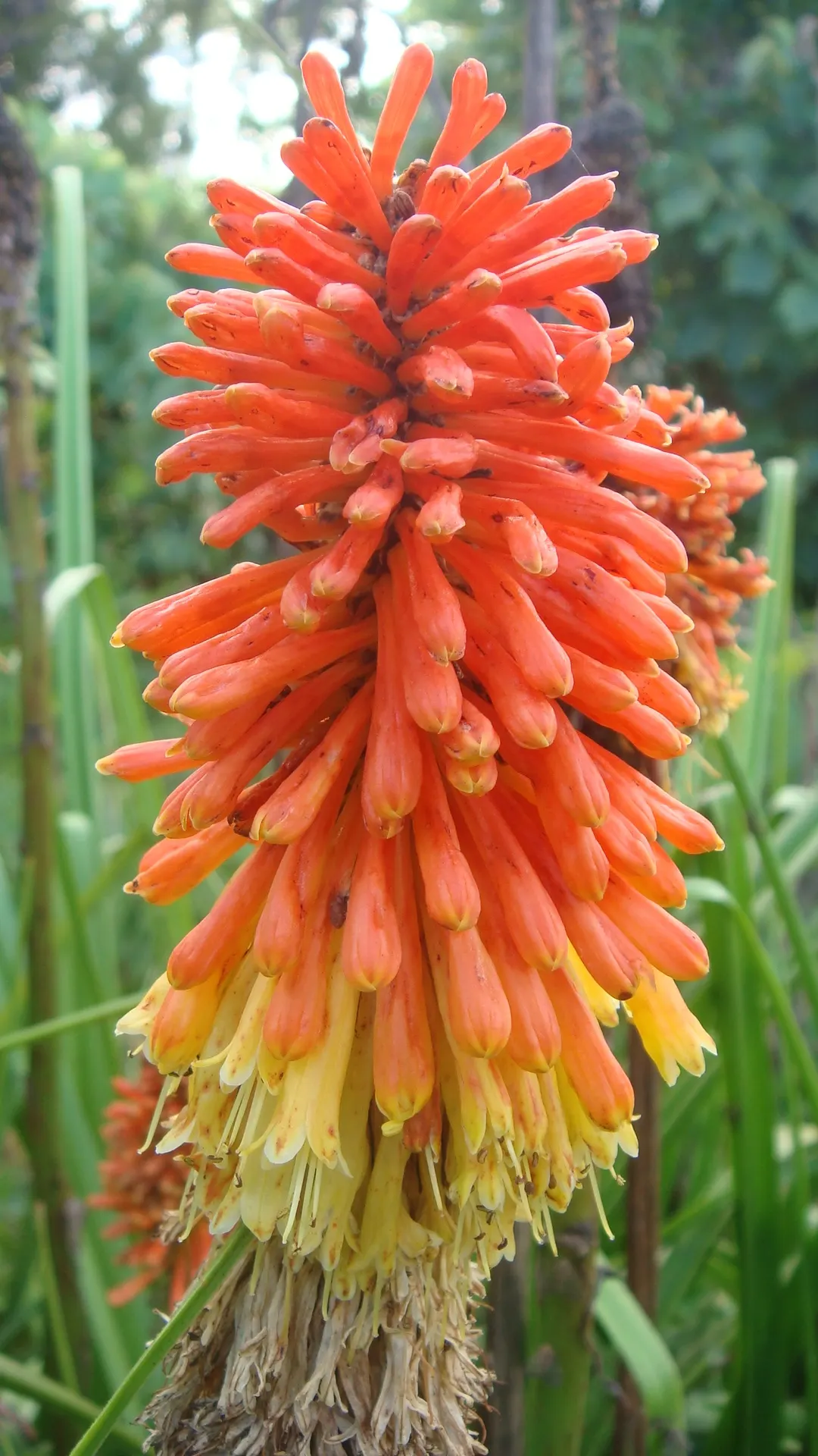 Red Hot Poker (Kniphofia Uvaria) — this South African native thrives in USDA Hardiness Zones 5 through 9