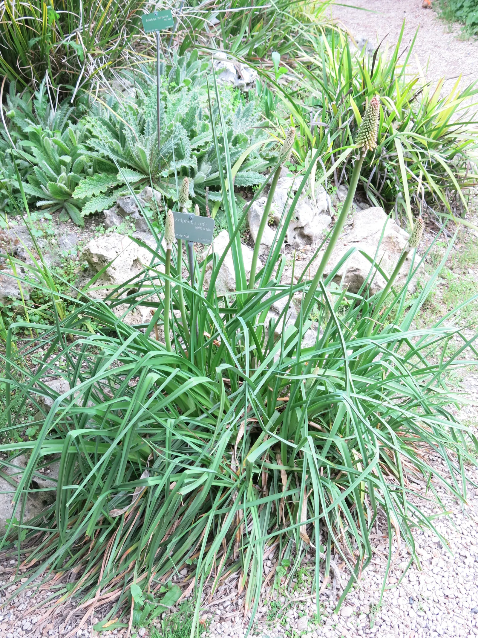 Red Hot Poker (Kniphofia Uvaria) — providing a long-lasting display of color throughout the warmer months.<br><br>For optimal growth