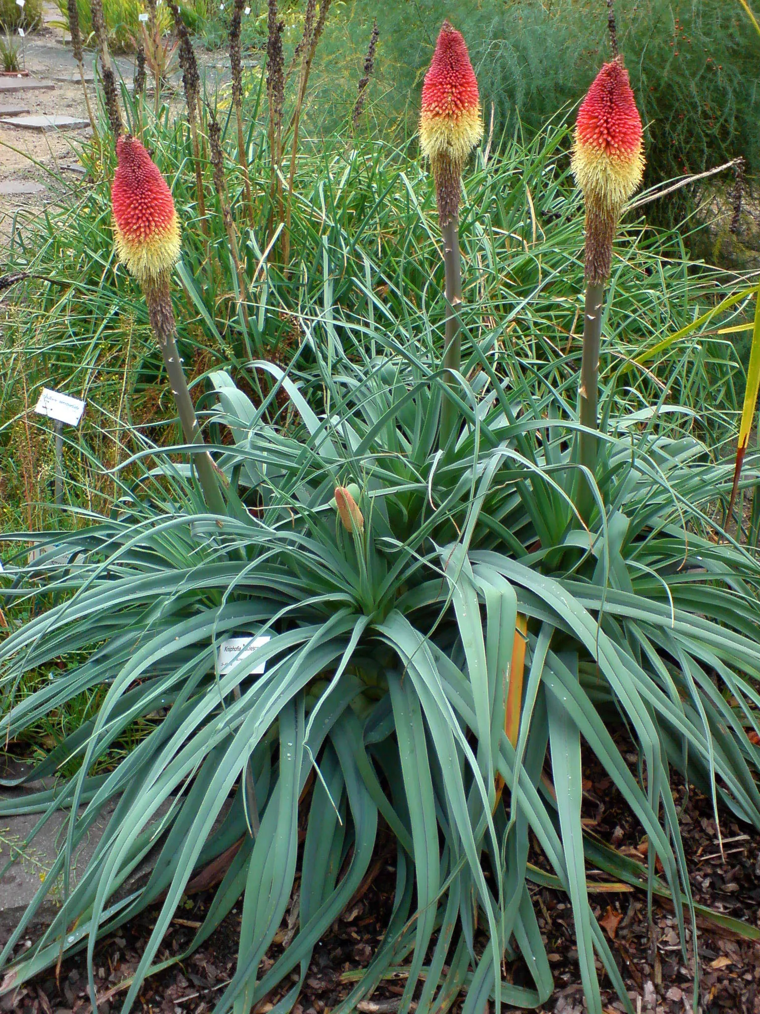 Red Hot Poker (Kniphofia Uvaria) — vibrant red to orange flower spikes