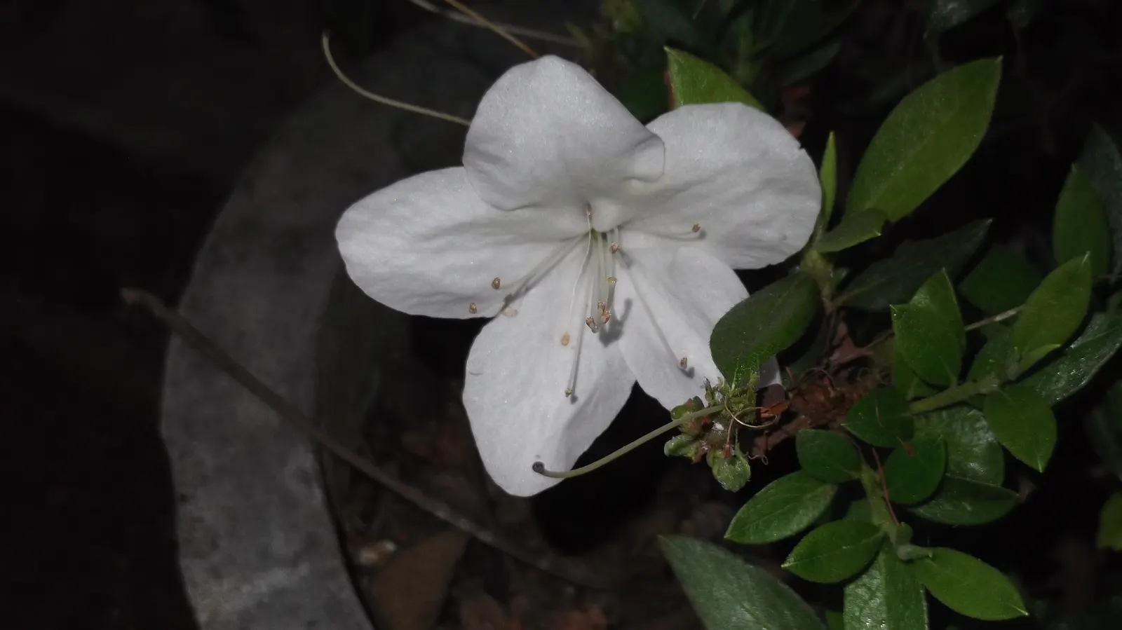 Azalea (Azalea Indica) — is an enchanting evergreen shrub that commands attention in any landscape with its stunning
