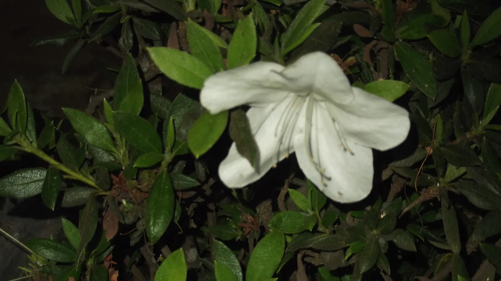 Azalea (Azalea Indica) — As a member of the Rhododendron family