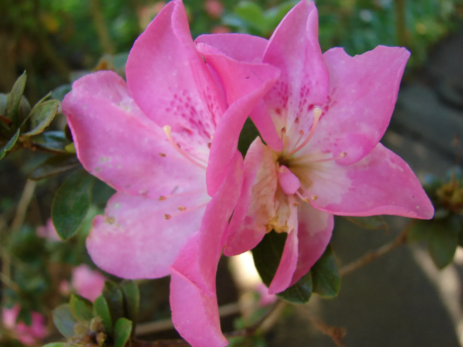 Azalea (Azalea Indica) — Spring blossoms range from white to deep pink