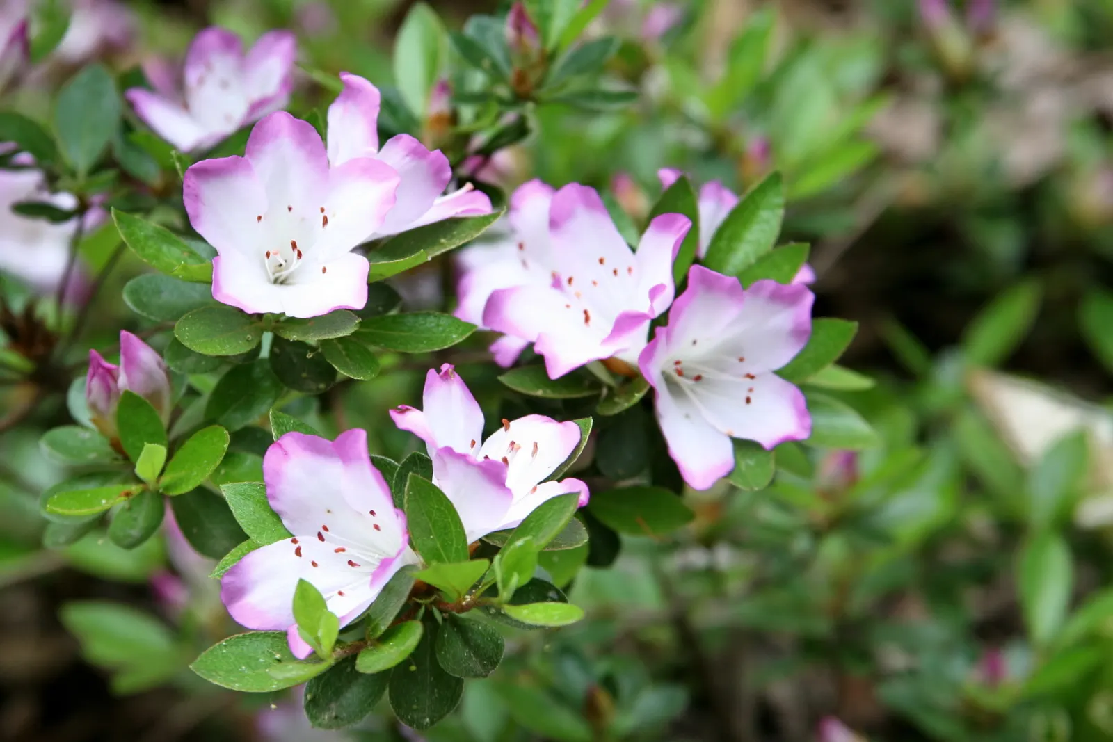 Azalea (Azalea Indica) — the Indian Azalea offers versatility in garden design