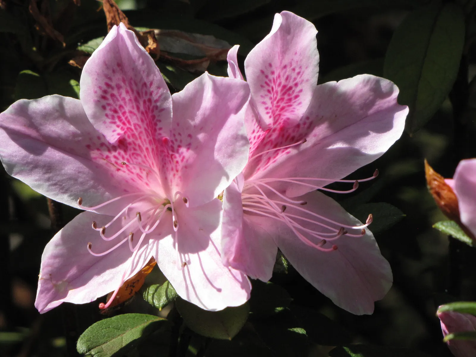 Azalea (Azalea Indica) — commonly known as the Indian Azalea