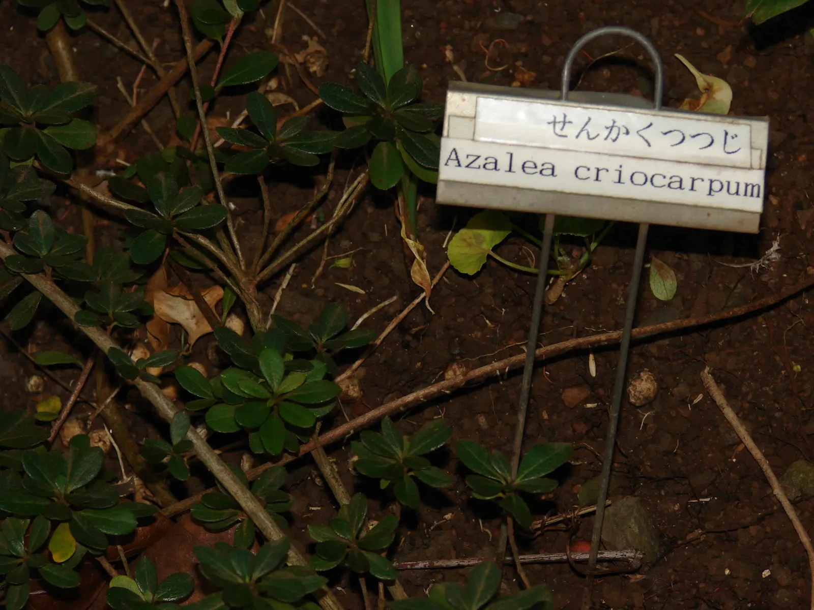 Azalea (Azalea Indica) — Maintenance includes light pruning and regular watering