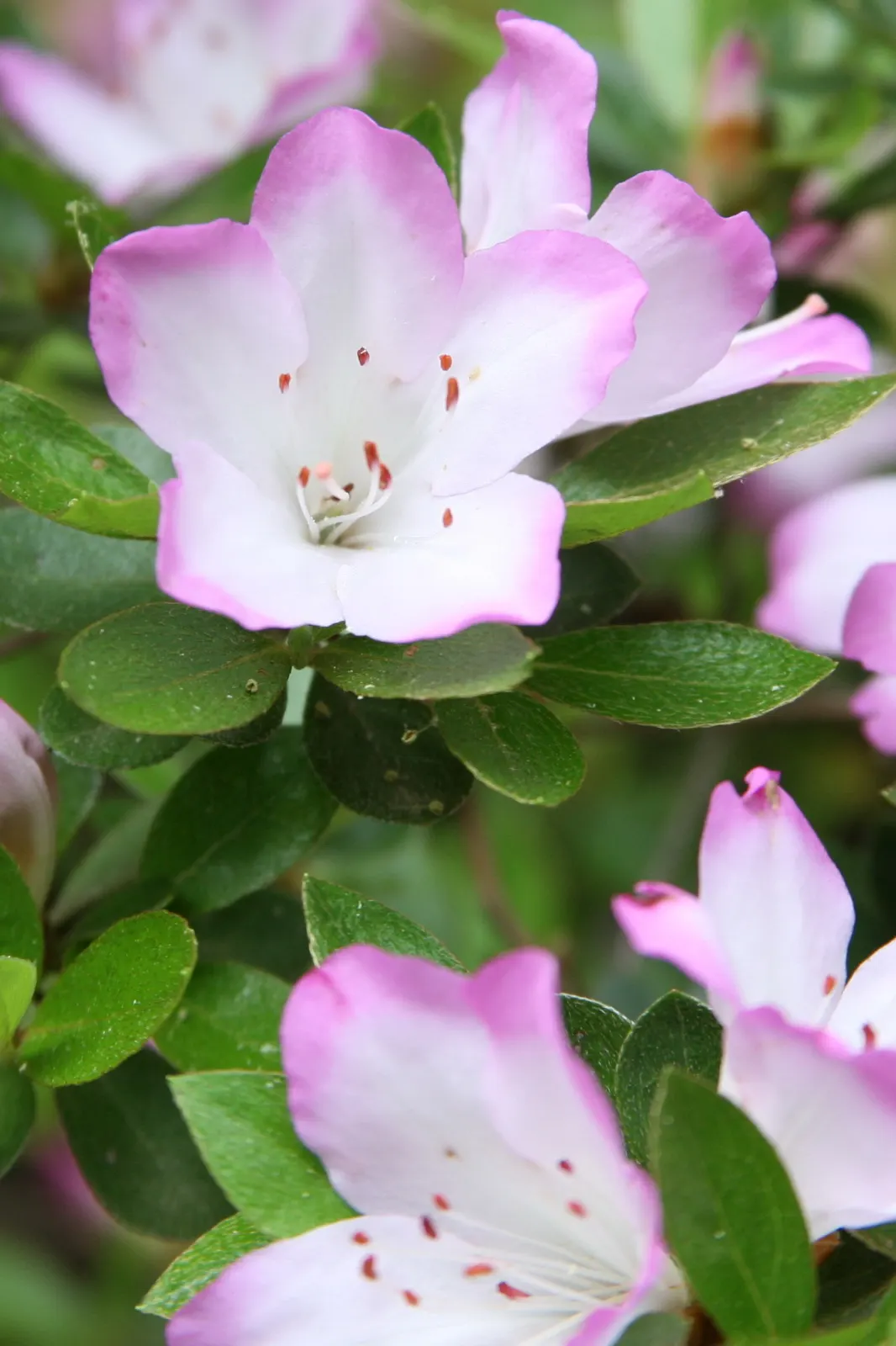 Azalea (Azalea Indica) — It can serve as an eye-catching stand-alone specimen or be grouped to form a lush
