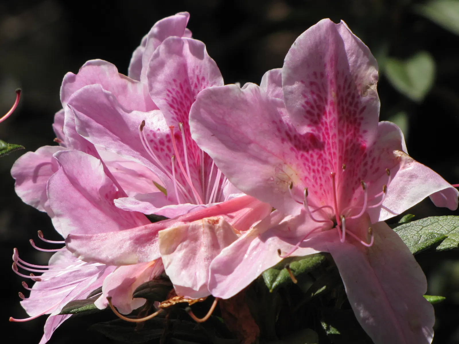Azalea (Azalea Indica) — It typically grows 2-8 feet high and 2-4 feet wide