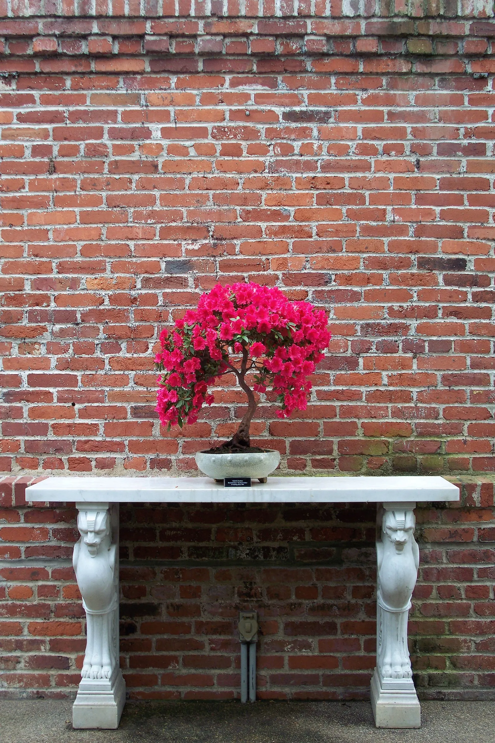 Azalea (Azalea Indica) — is a vibrant evergreen shrub prized for its profusion of colorful blooms