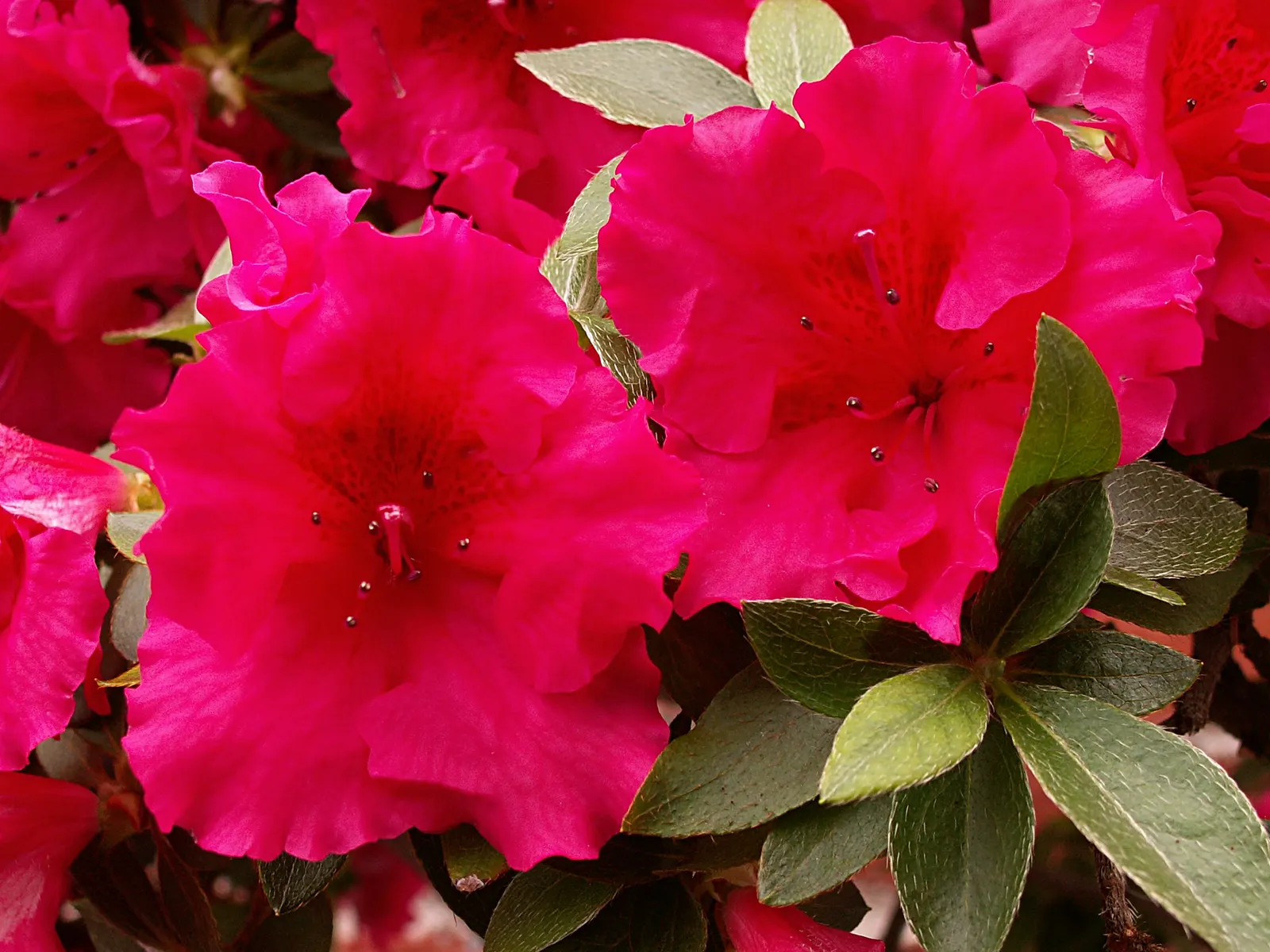 Azalea (Azalea Indica) — Preferring partial shade, it thrives in well-drained acidic soil