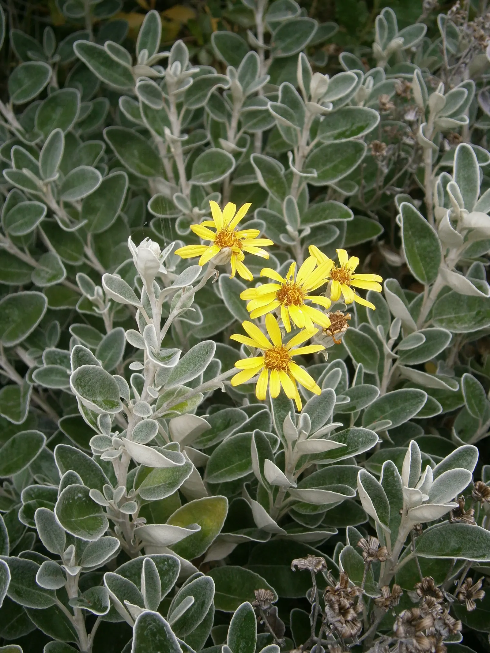 Dunedin Hybrid Groundsel (Brachyglottis Dunedin Hybrid 'Sunshine') — Brachyglottis 'Sunshine' is a hardy evergreen shrub