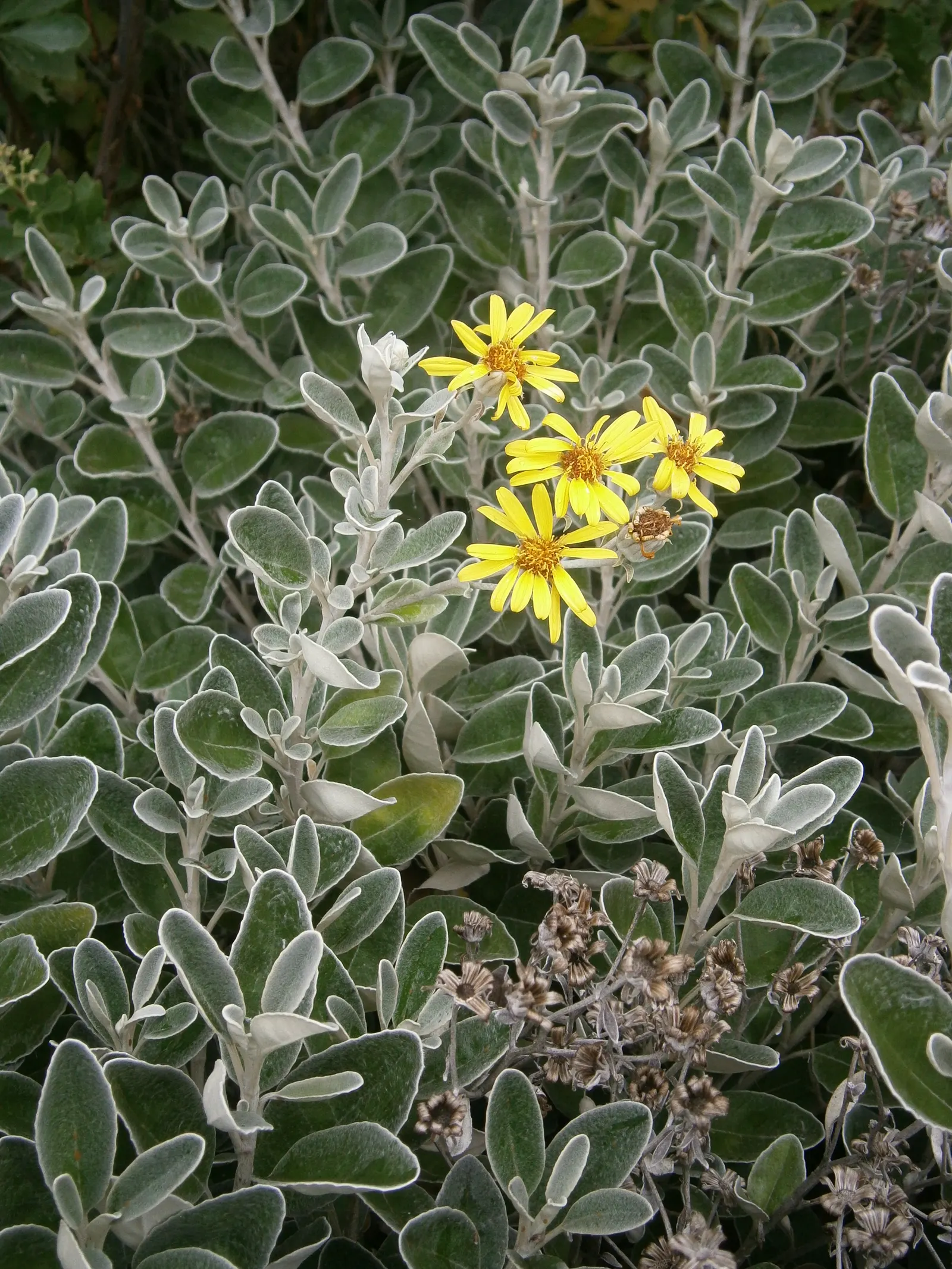 Dunedin Hybrid Groundsel (Brachyglottis Dunedin Hybrid 'Sunshine') — Its robust nature makes it suitable for coastal landscapes and tolerant of windy conditions