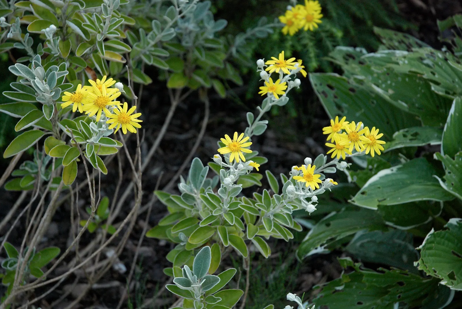 Dunedin Hybrid Groundsel (Brachyglottis Dunedin Hybrid 'Sunshine') — lauded for its year-round silvery-grey foliage and bright