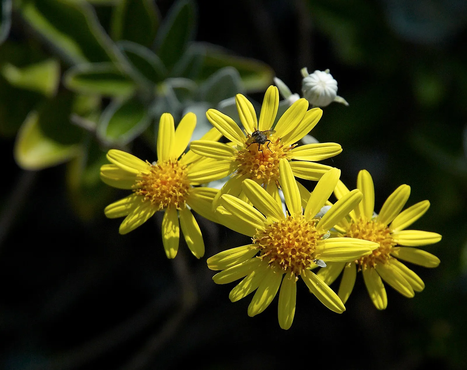 Dunedin Hybrid Groundsel (Brachyglottis Dunedin Hybrid 'Sunshine') — It reaches up to 3 feet tall and spreads approximately 4-5 feet wide, offering