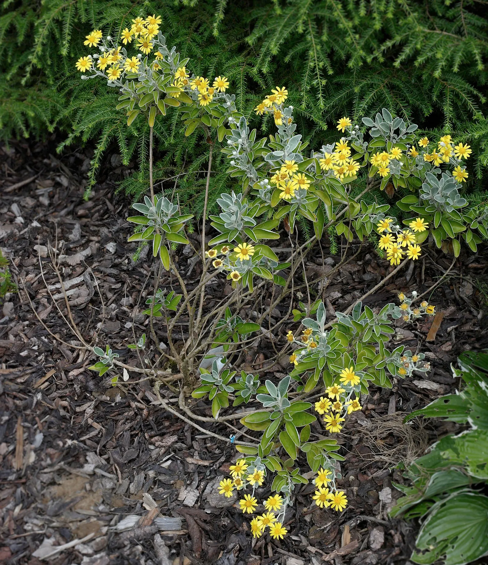 Dunedin Hybrid Groundsel (Brachyglottis Dunedin Hybrid 'Sunshine') — daisy-like yellow flowers blooming in early summer