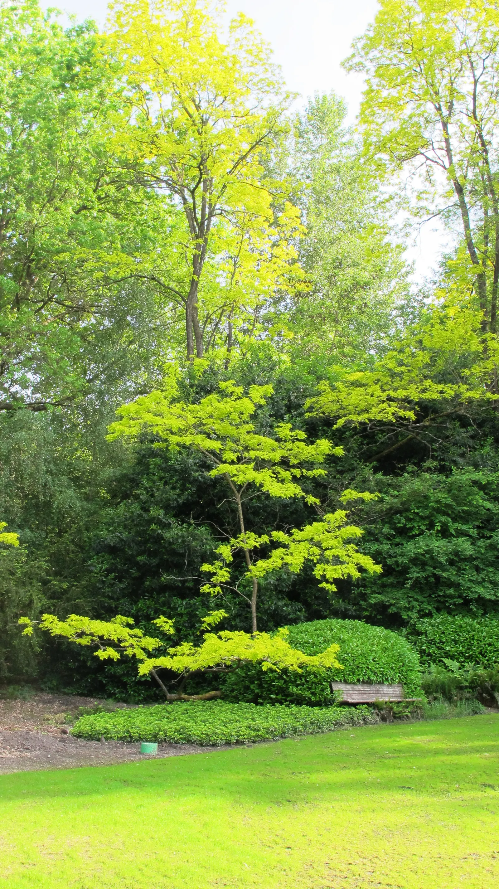 Golden Locust (Robinia Pseudoacacia 'Frisia') — commonly known as the Golden Locust tree