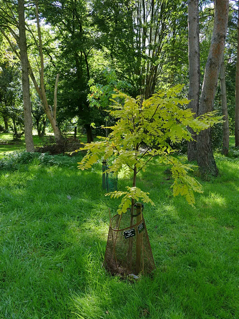 Golden Locust (Robinia Pseudoacacia 'Frisia') — Handle with care due to its brittle wood and sharp thorns