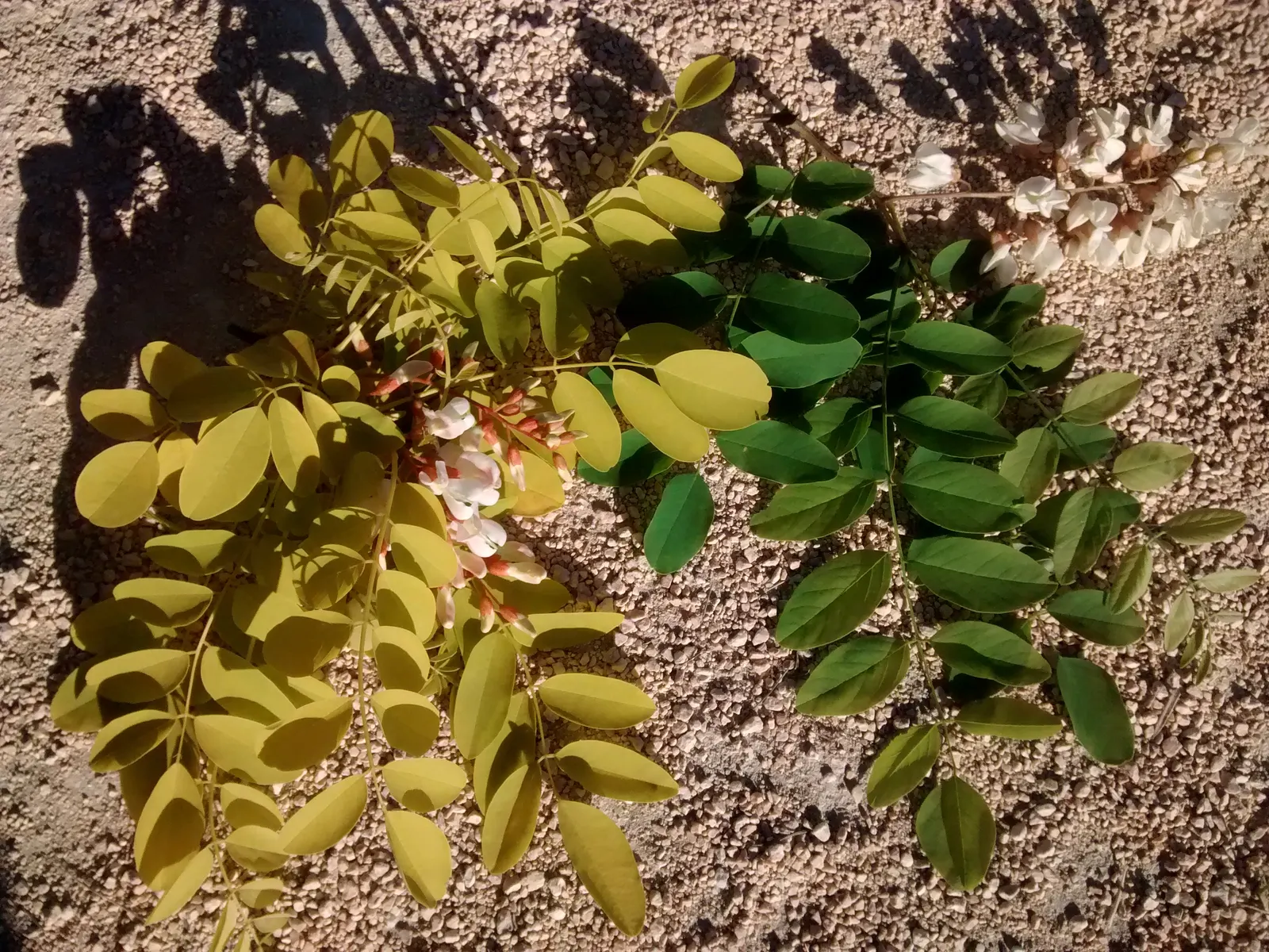 Golden Locust (Robinia Pseudoacacia 'Frisia') — It prefers full sun and well-drained soil conditions