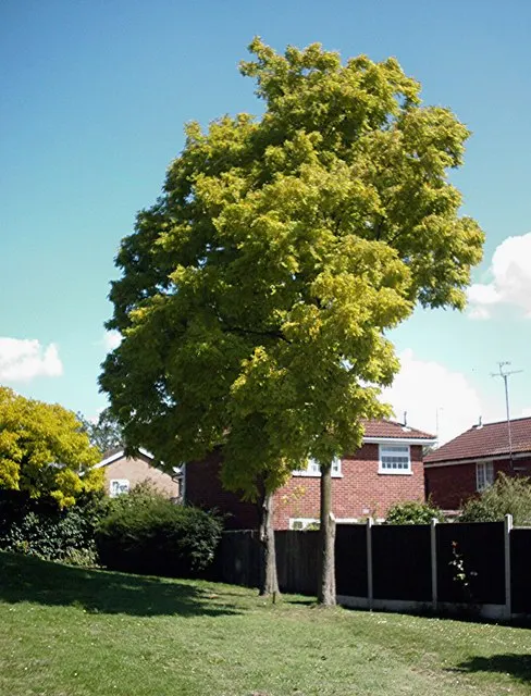 Golden Locust (Robinia Pseudoacacia 'Frisia') — features vibrant golden-yellow foliage that creates a striking contrast in the landscape