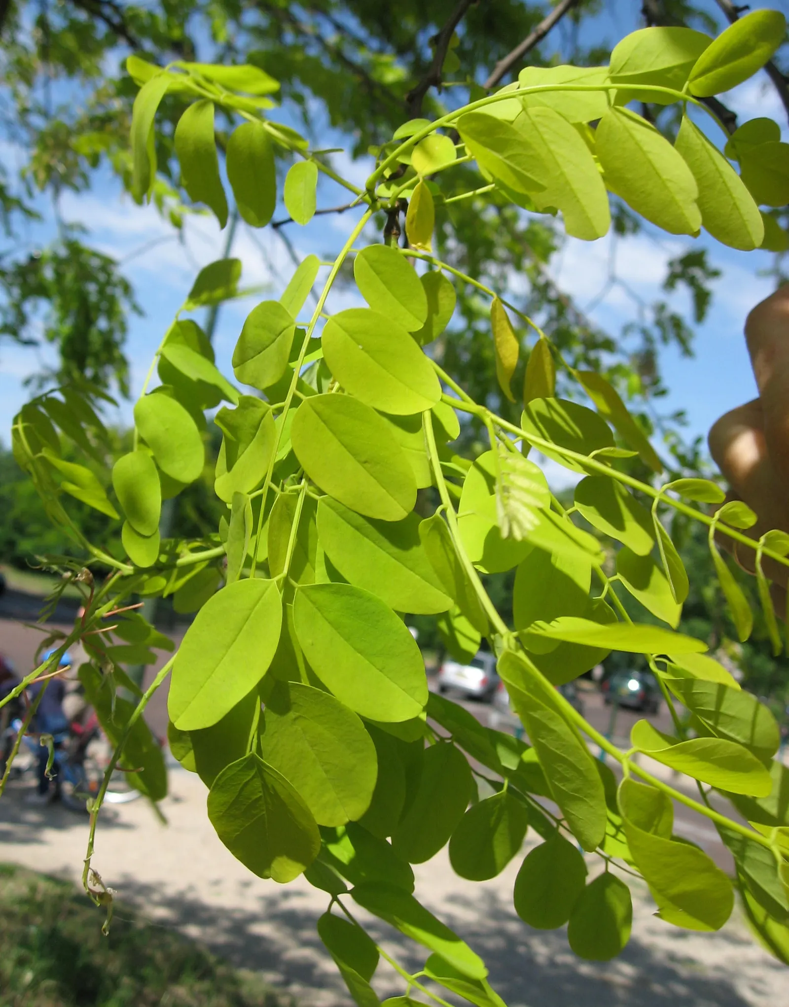 Golden Locust (Robinia Pseudoacacia 'Frisia') — thriving in USDA zones 4-8