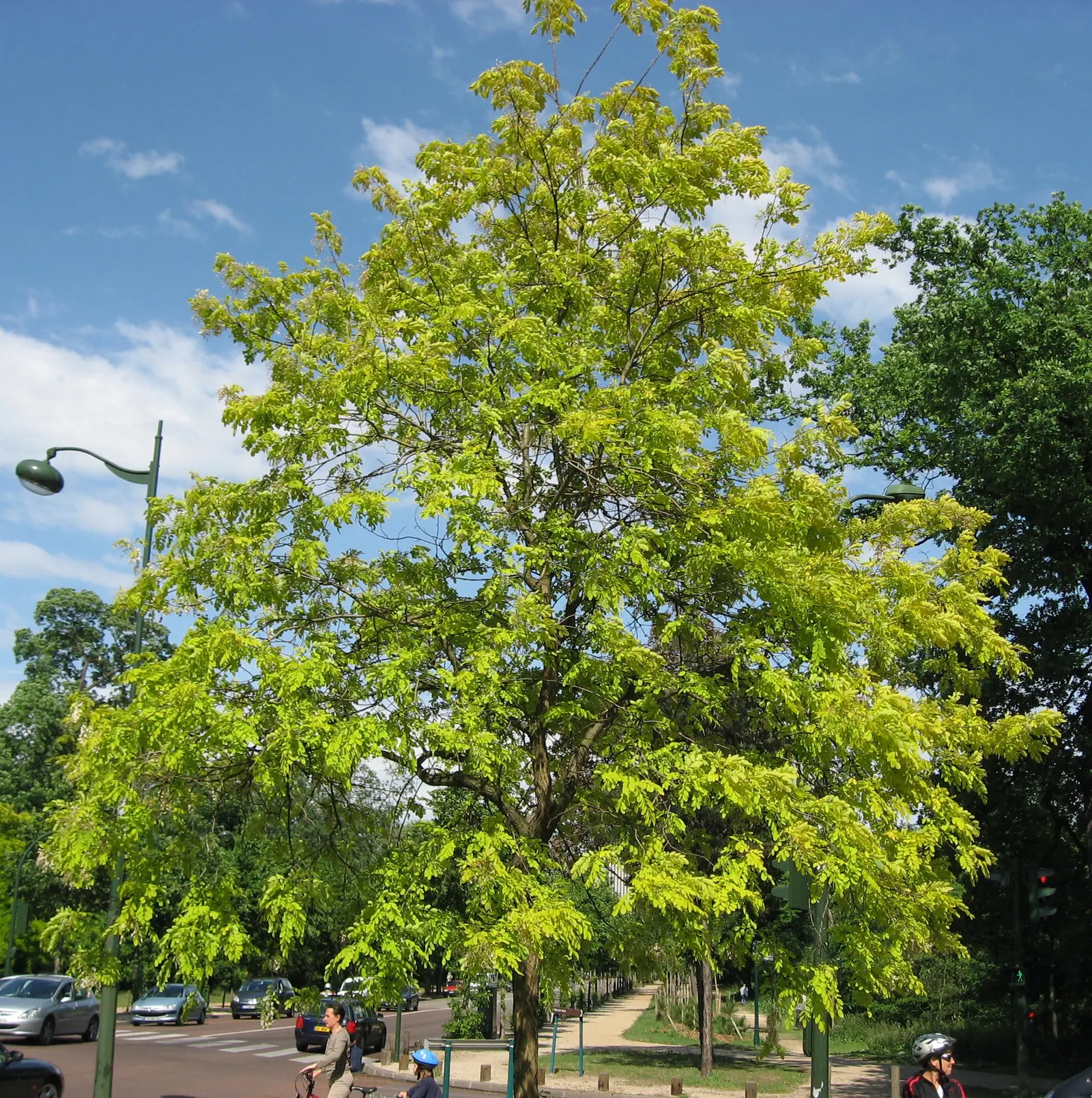 Golden Locust (Robinia Pseudoacacia 'Frisia') — Seasonal blooms display fragrant white flowers