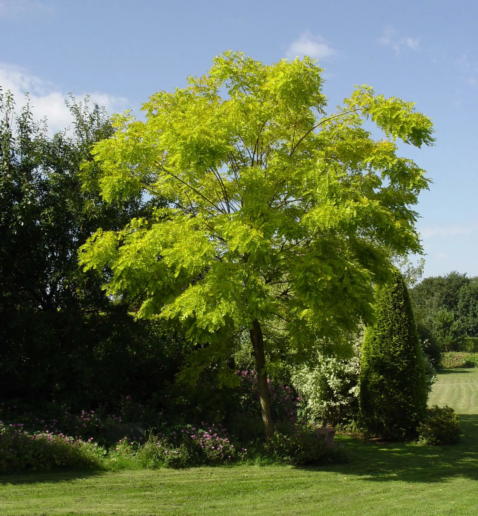 Golden Locust (Robinia Pseudoacacia 'Frisia') — commonly known as the Golden Locust