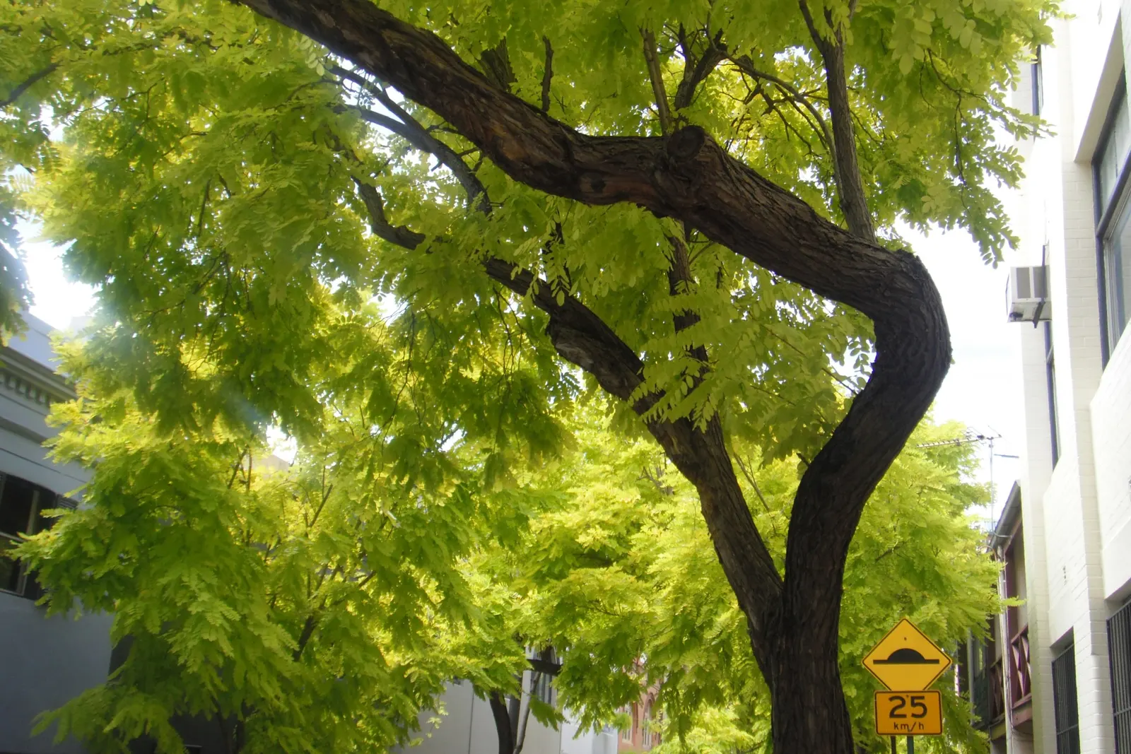 Golden Locust (Robinia Pseudoacacia 'Frisia') — This deciduous tree grows to an average height of 30-40 feet with a spread of 20-30 feet