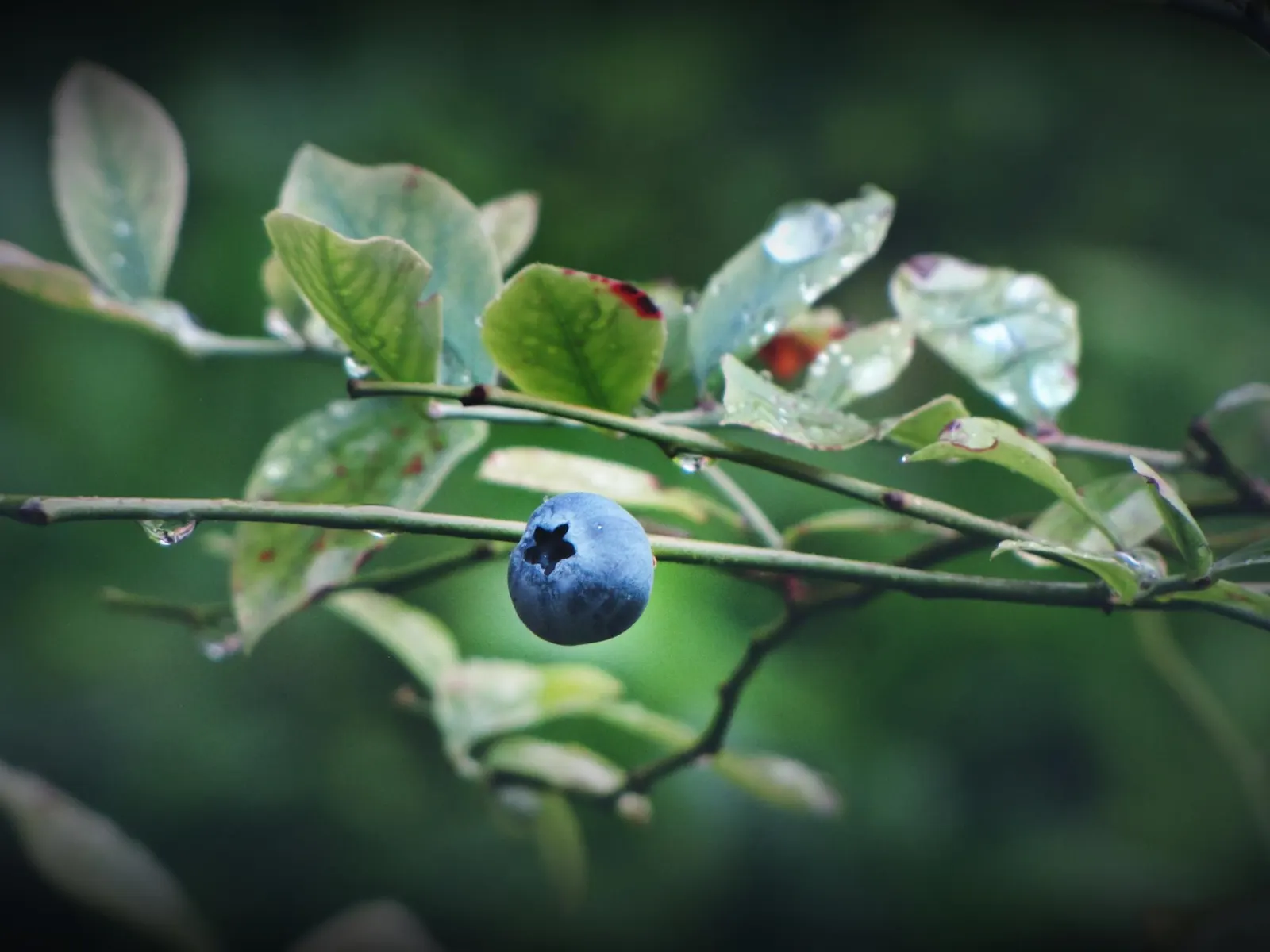 Sunshine Blueberry (Vaccinium X 'Sunshine Blue') — bell-shaped flowers give way to a bountiful crop of sweet