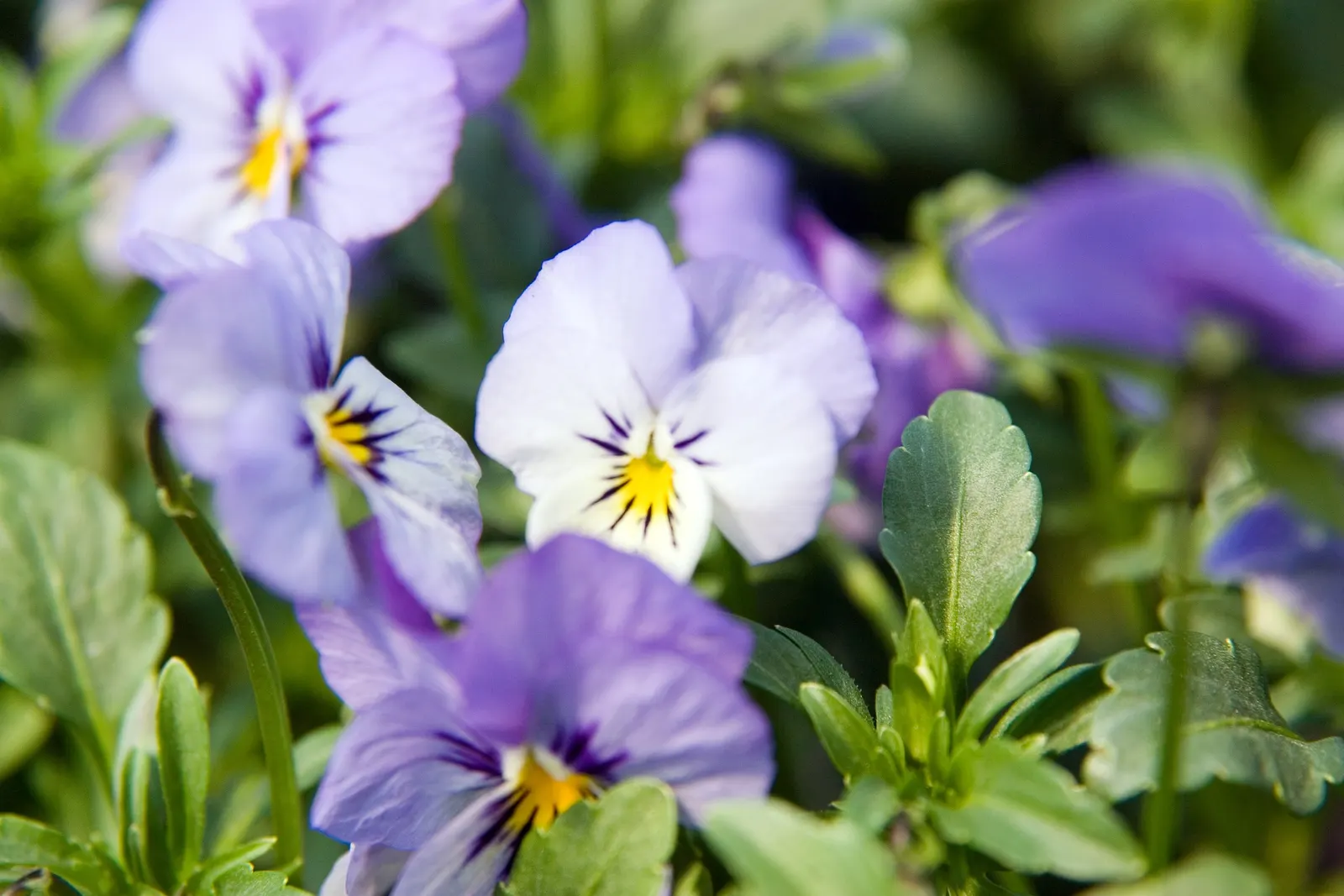 Sunshine Blueberry (Vaccinium X 'Sunshine Blue') — Sunshine Blue is adaptable to a broad range of climates