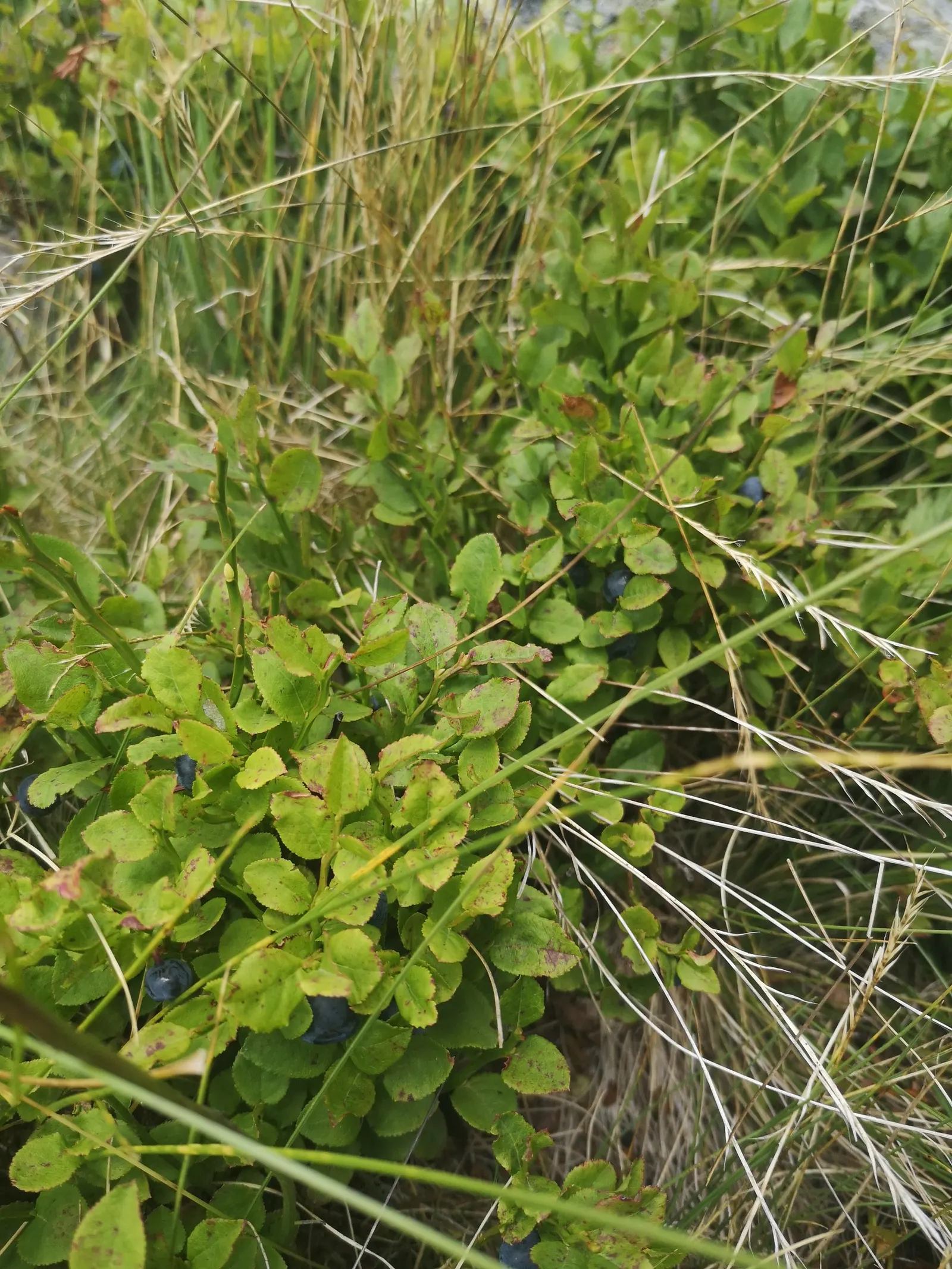 Sunshine Blueberry (Vaccinium X 'Sunshine Blue') — This semi-dwarf evergreen blueberry variety boasts a mature height of about 3 to 4 feet and a similar spread