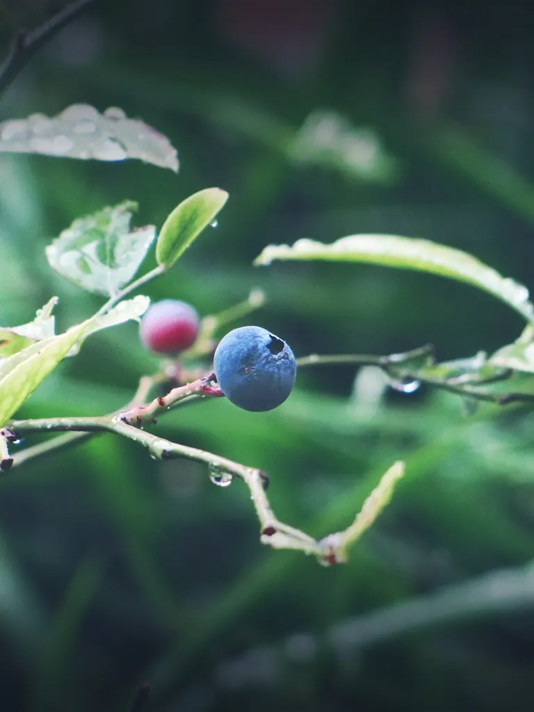 Sunshine Blueberry (Vaccinium X 'Sunshine Blue') — sky-blue berries by late summer