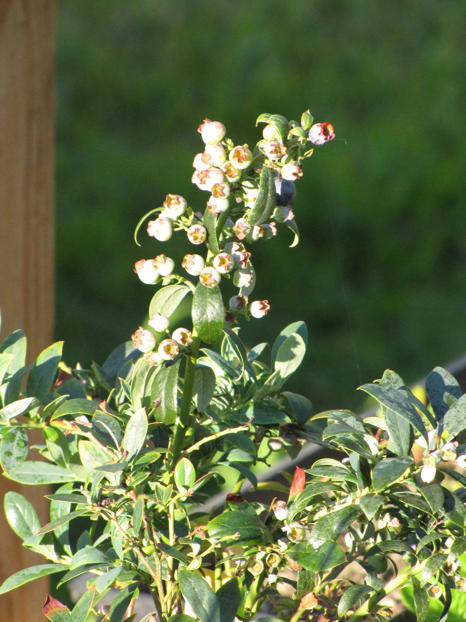 Sunshine Blueberry (Vaccinium X 'Sunshine Blue') — scientifically named Vaccinium 'Sunshine Blue'