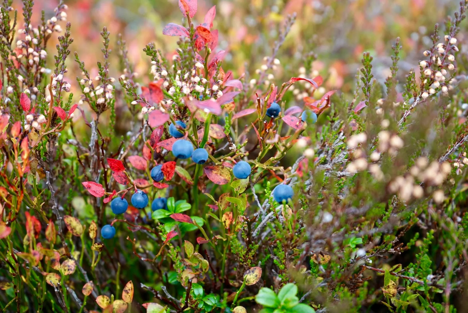 Sunshine Blueberry (Vaccinium X 'Sunshine Blue') — is a highly ornamental and versatile plant that is a superb choice for both experienced and novice gardeners