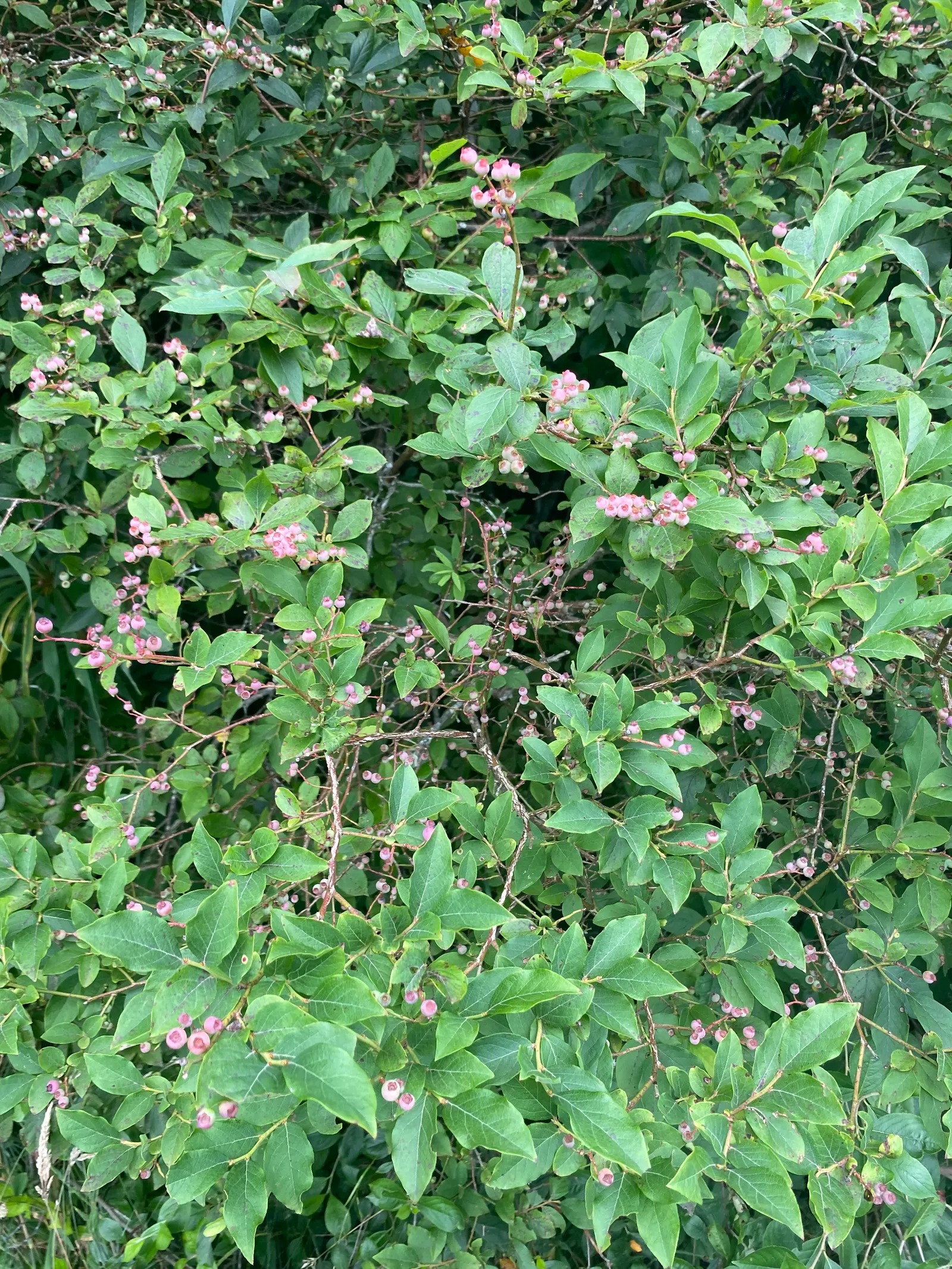 Sunshine Blueberry (Vaccinium X 'Sunshine Blue') — it stands 3-4 feet tall and wide