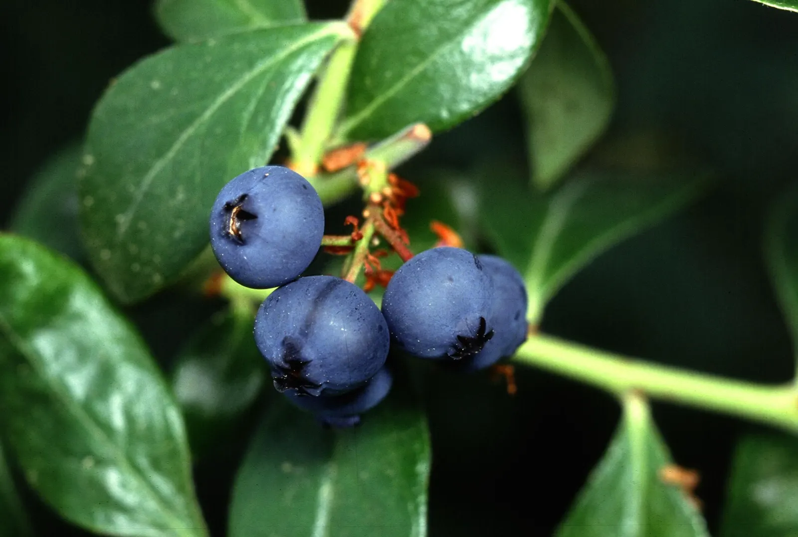 Sunshine Blueberry (Vaccinium X 'Sunshine Blue') — and appreciates full to partial sun