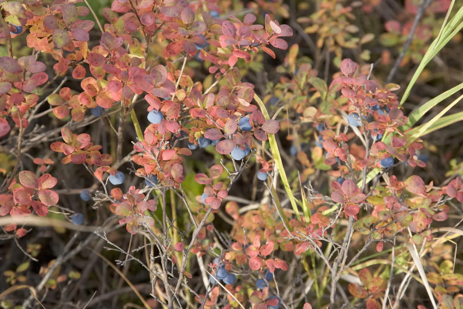 Sunshine Blueberry (Vaccinium X 'Sunshine Blue') — Perfect for compact spaces and edible landscaping