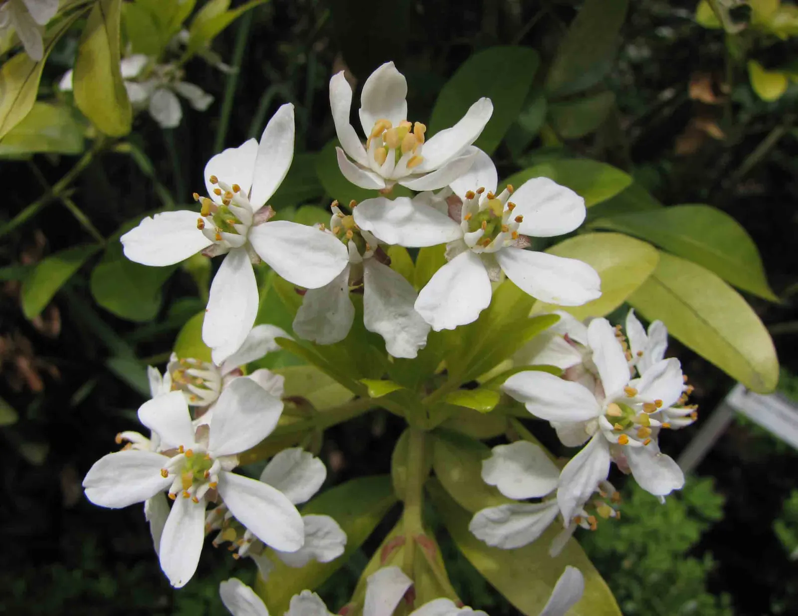 Golden Mexican Mock Orange (Choisya Ternata 'Sundance') — Choisya ternata 'Sundance' - Golden Mexican Mock Orange, is a vibrant evergreen with golden-yellow