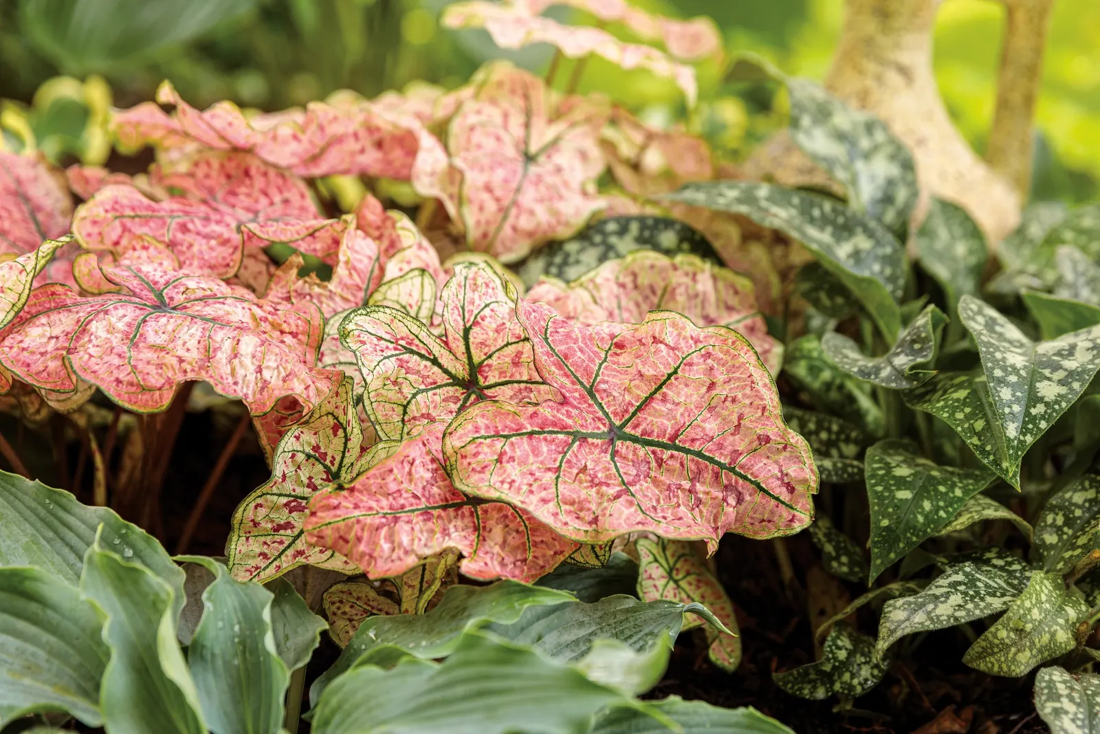 'Waterslide' Hosta (Hosta hybrid) — organically enriched soil and full to part shade