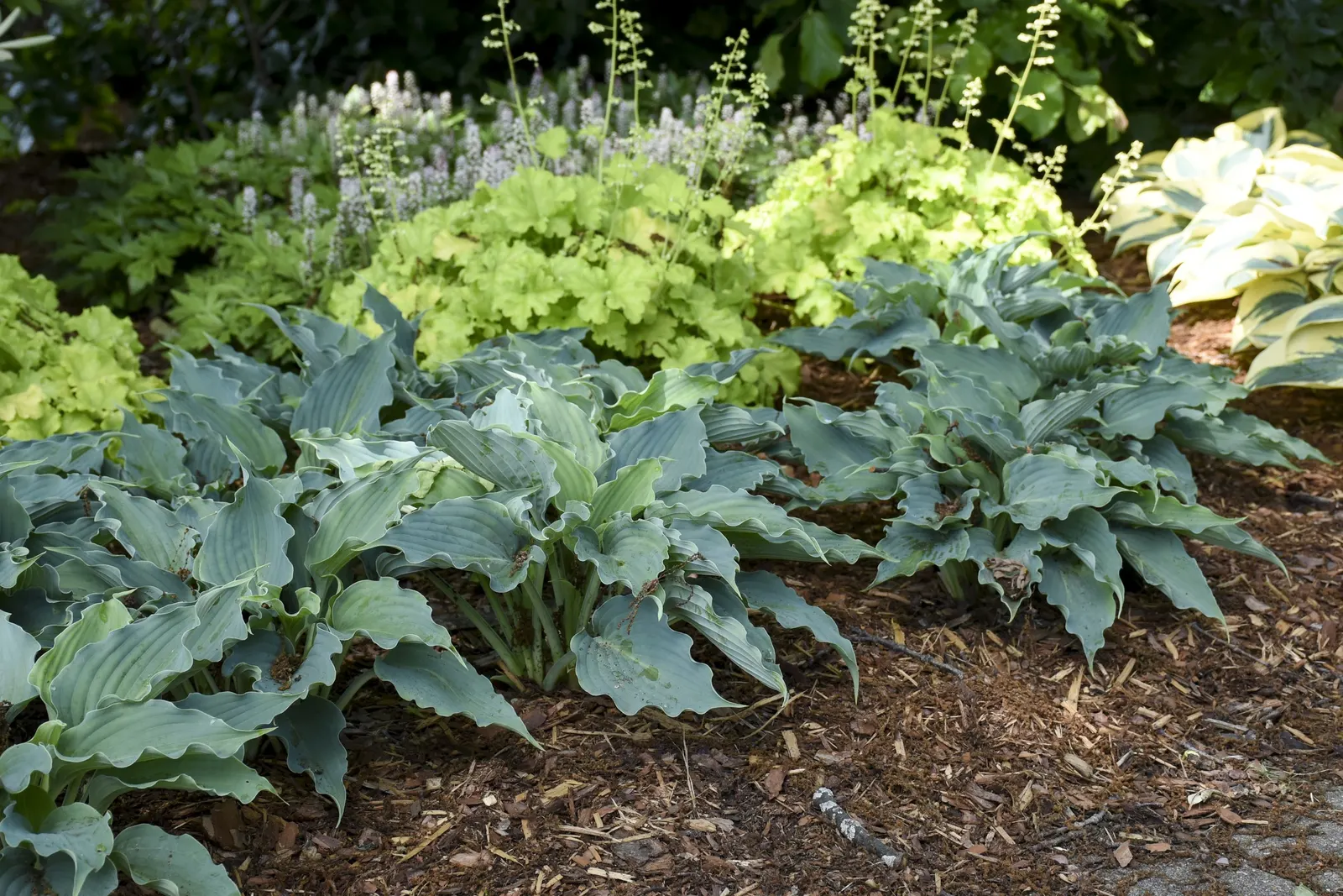 'Waterslide' Hosta (Hosta hybrid) — purple flowers in the garden