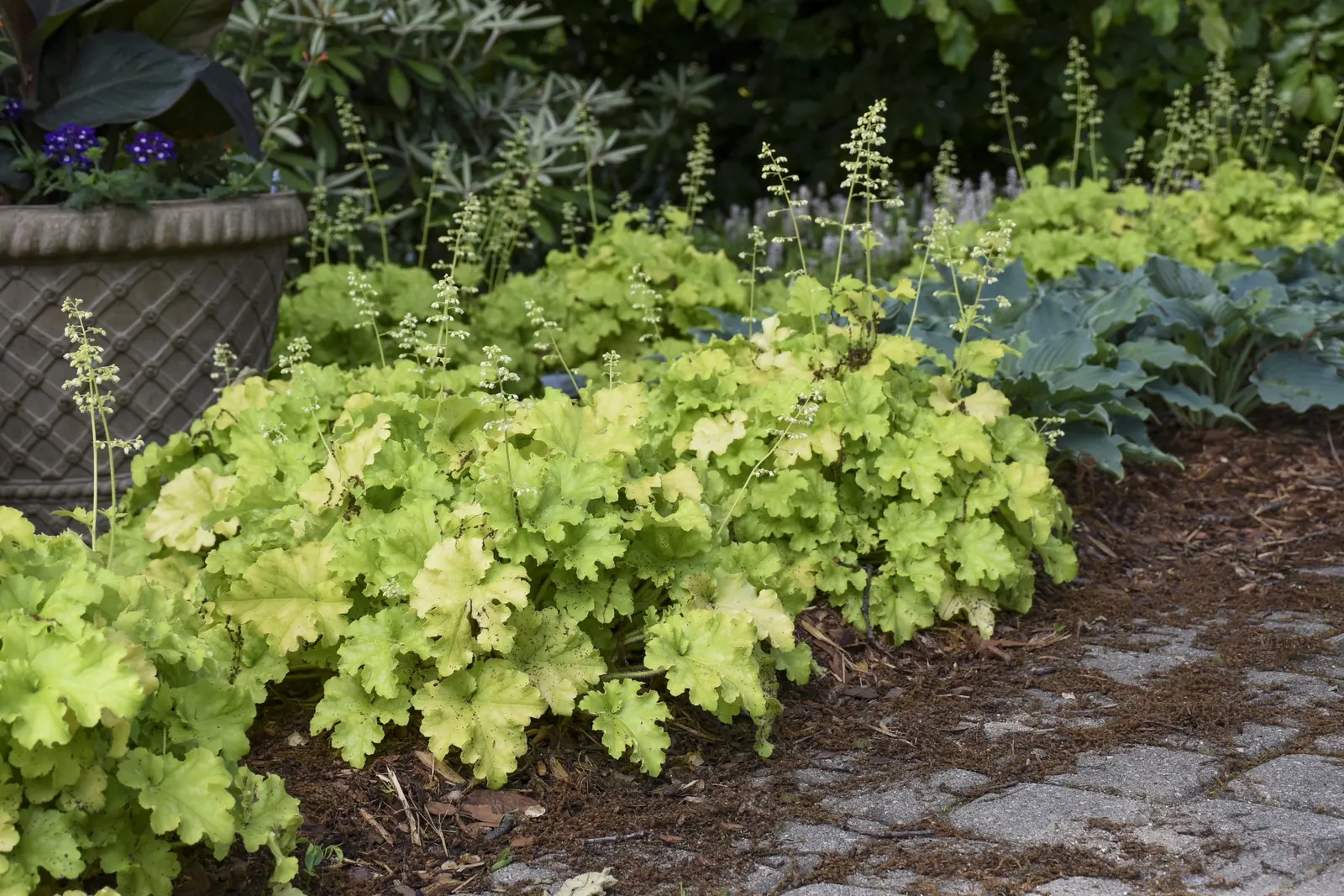 'Apple Twist' Coral Bells (Heuchera hybrid) — The Heuchera hybrid 'Apple Twist' is a Proven Winners® coral bells with rippled chartreuse-yellow foliage
