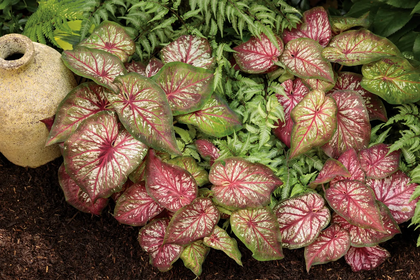 'Crested Surf' Crested Japanese Painted Fern (Athyrium niponicum) — The Athyrium niponicum 'Crested Surf'