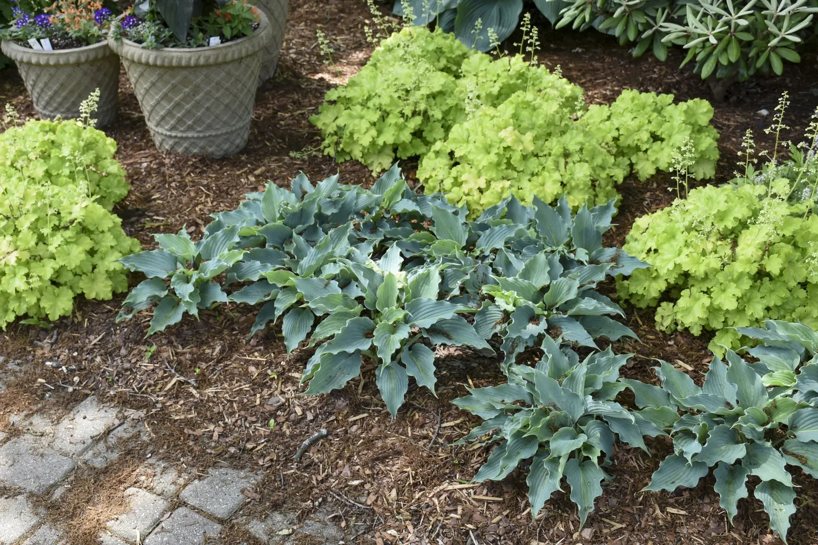 'Waterslide' Hosta (Hosta hybrid) — Proven Winners - Shadowland® 'Waterslide' - Hosta hybrid purple lavender plant details; lavender flowers appear on