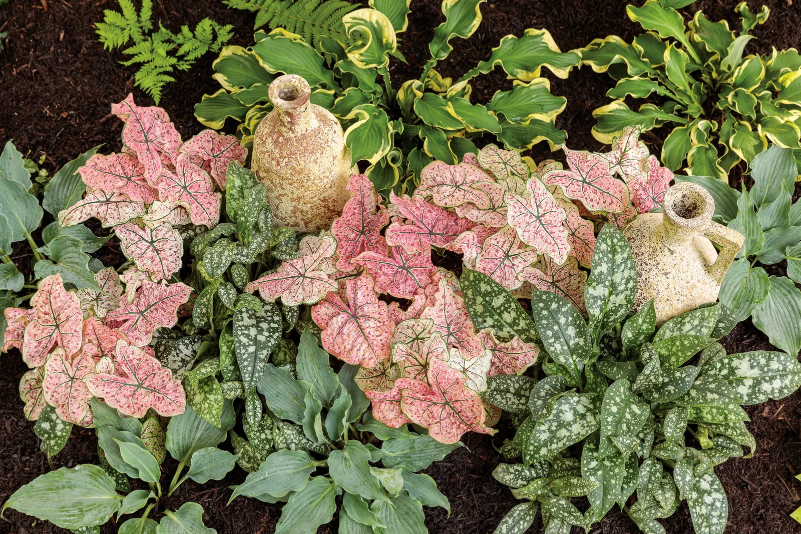 'Wheee!' Hosta (Hosta hybrid) — Light lavender flowers appear midseason.; clean away the dead foliage after frost to prevent insect problems the, image 26