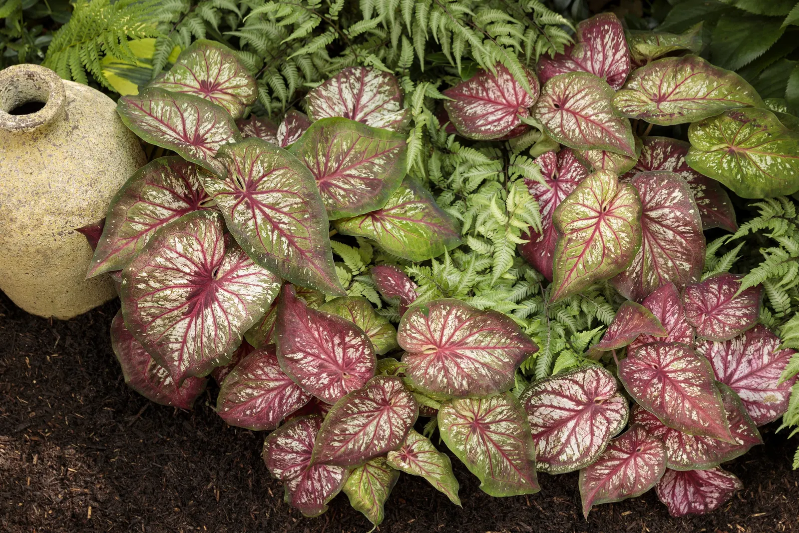 'Wheee!' Hosta (Hosta hybrid) — Light lavender flowers appear midseason.; clean away the dead foliage after frost to prevent insect problems the following year